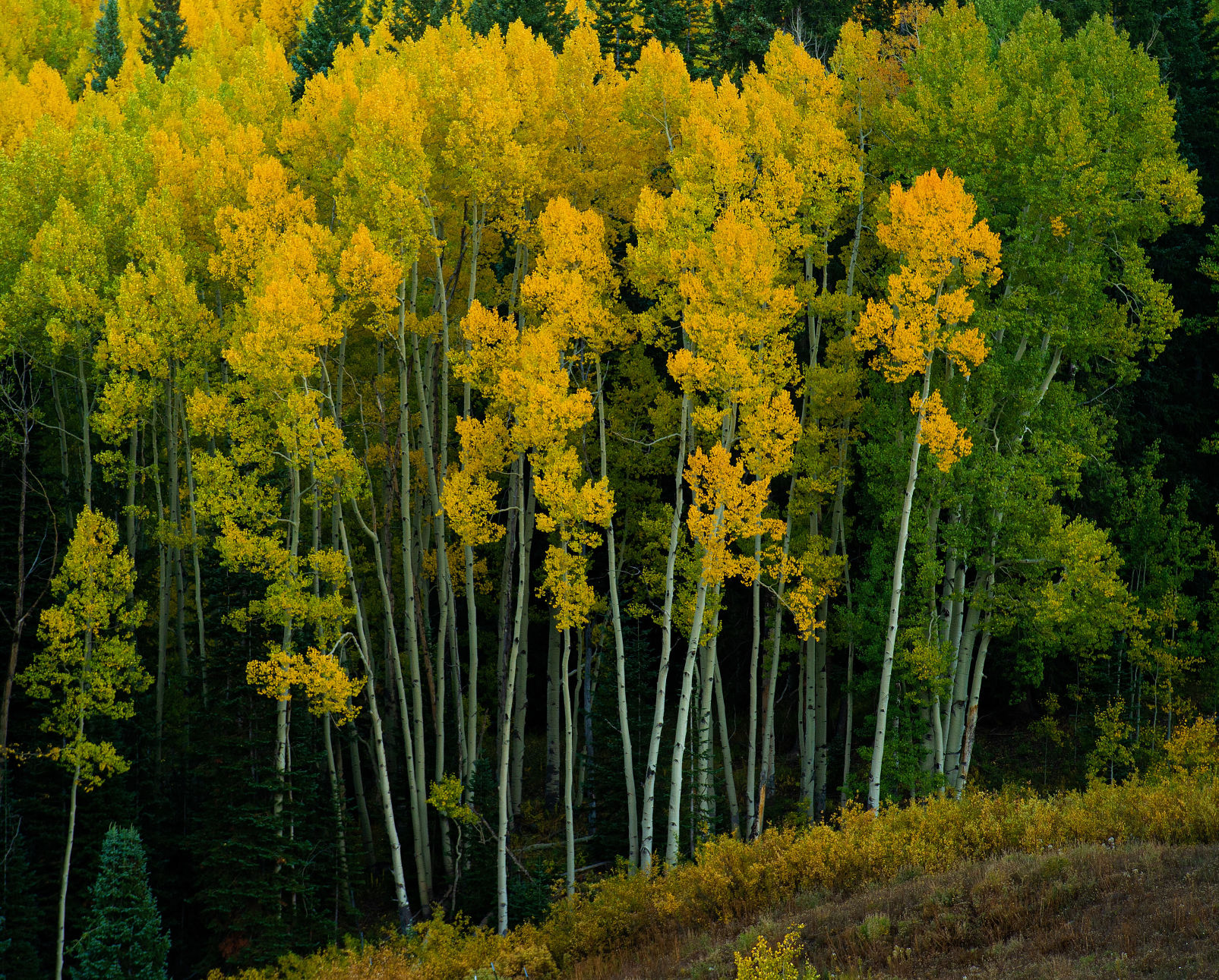 09_24_19 crested butte1407.jpg